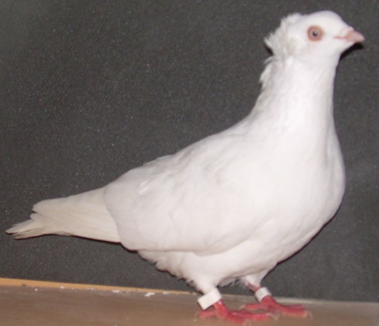 Košický kotrmeliak biely